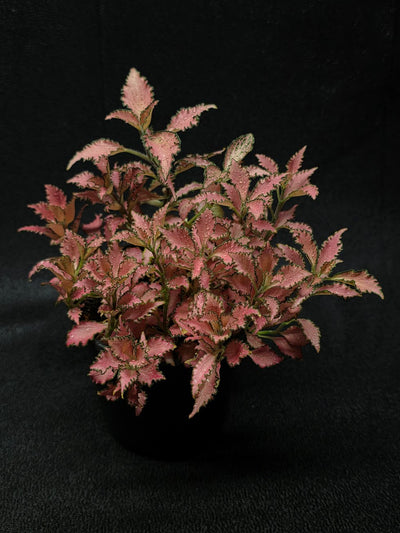 Fittonia Albivenis Frankie #02
