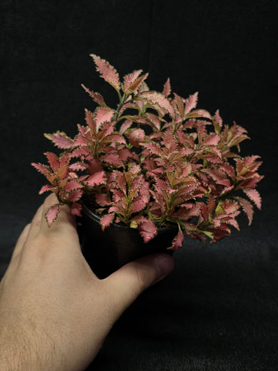 Fittonia Albivenis Frankie #02