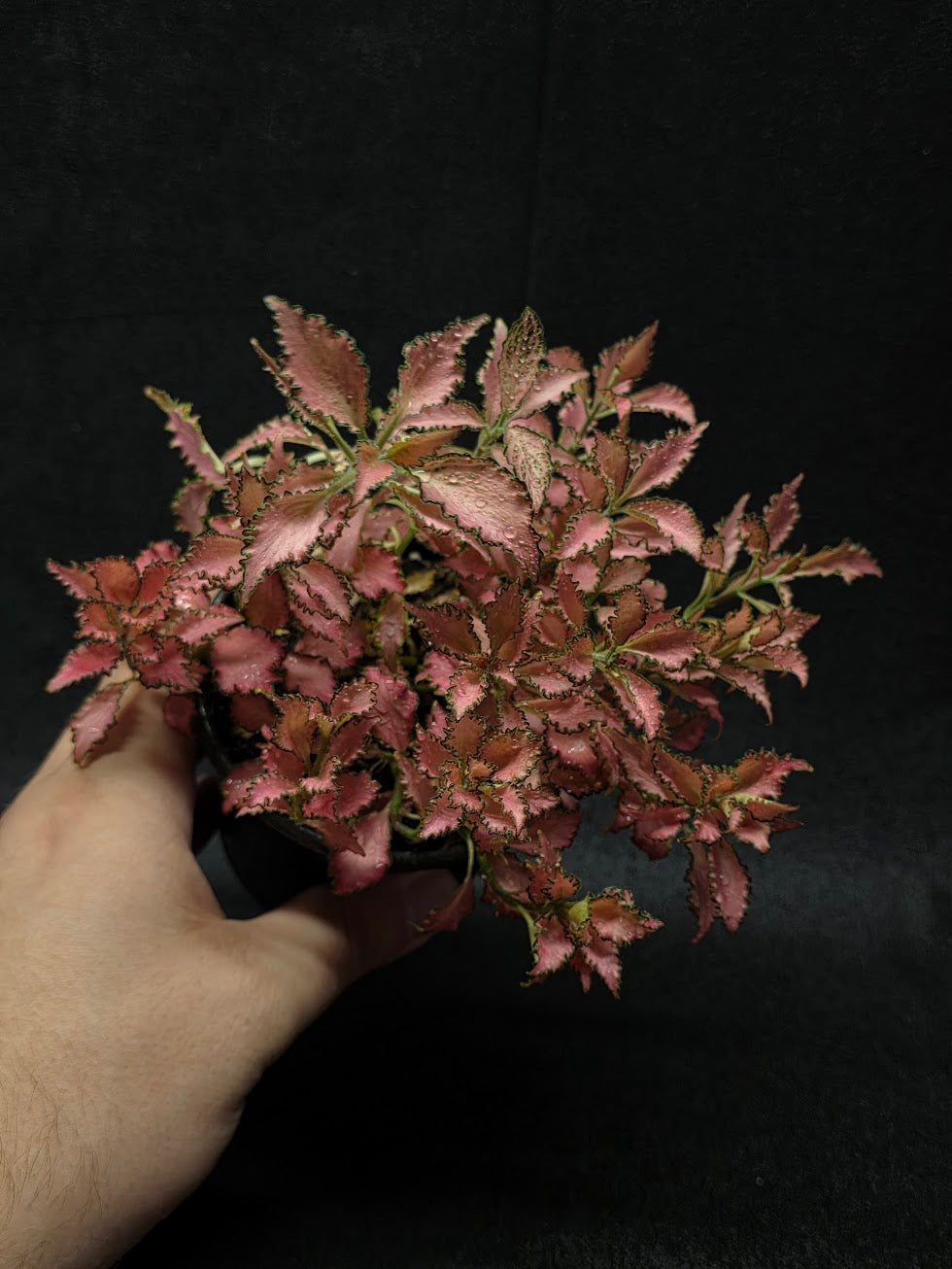 Fittonia Albivenis Frankie #02