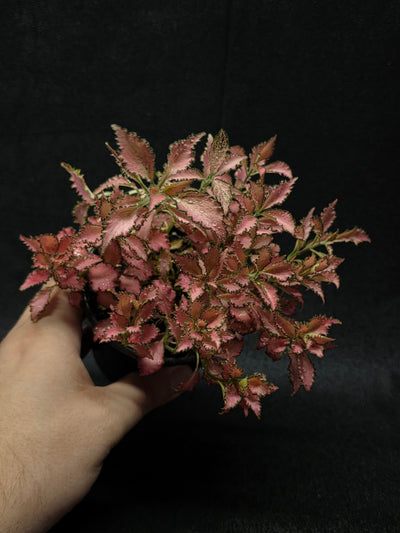 Fittonia Albivenis Frankie #02