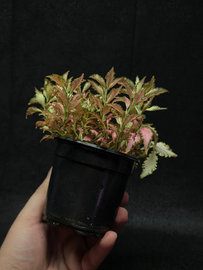 Fittonia Albivenis Frankie #02