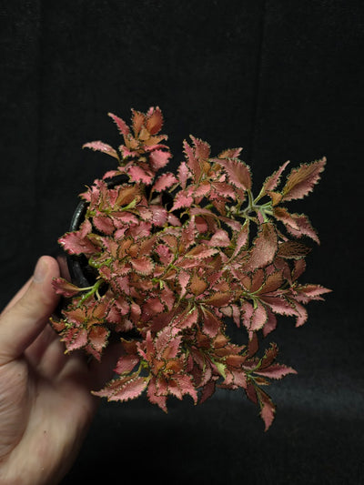 Fittonia Albivenis Frankie #02