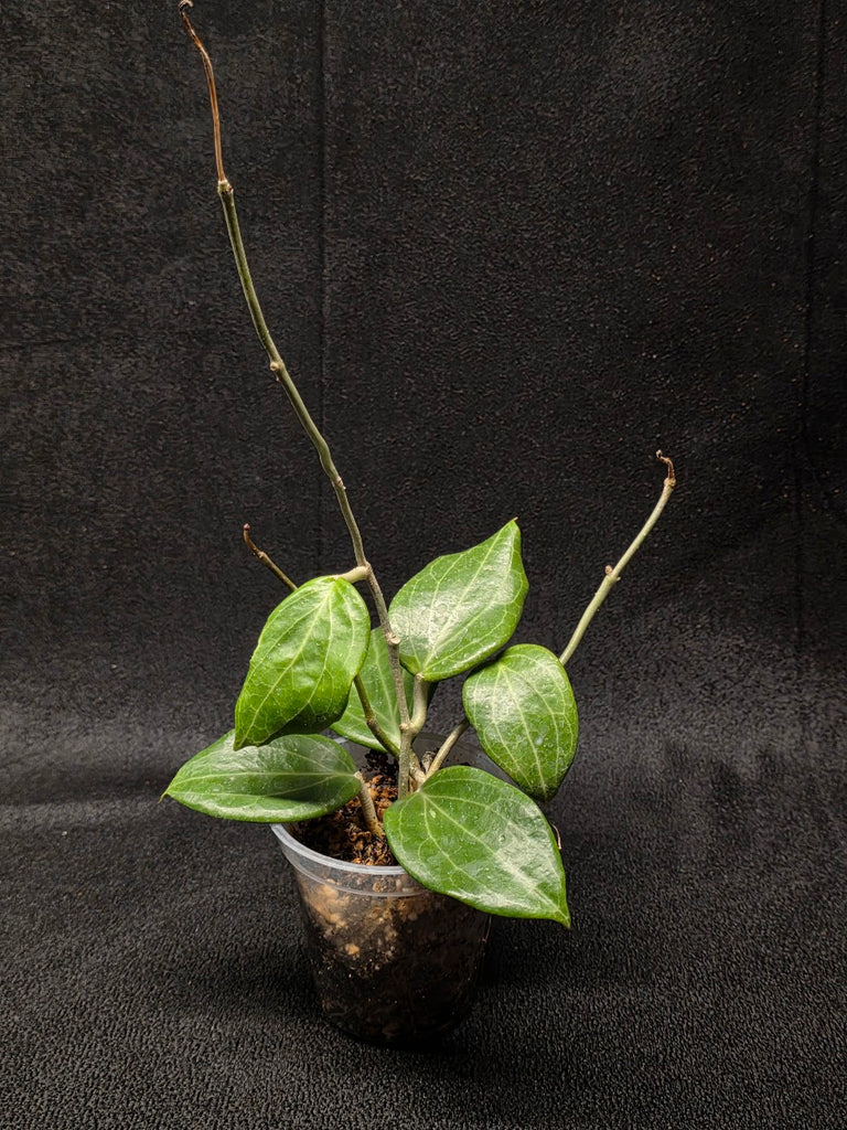 20250518_225038_1024x1024.jpg?