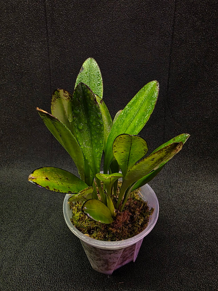 Masdevallia Coccinea Roy Barrow #01