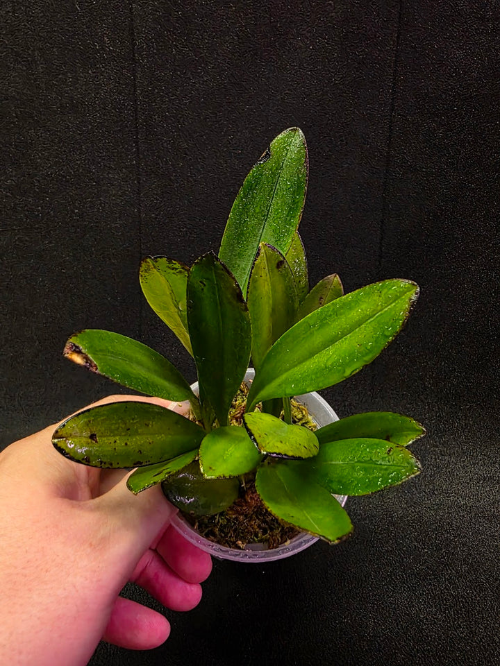Masdevallia Coccinea Roy Barrow #01