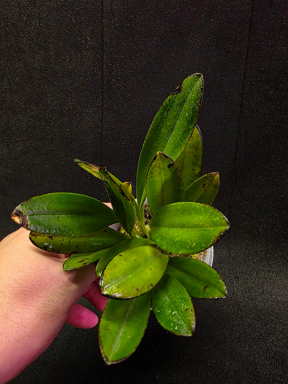 Masdevallia Coccinea Roy Barrow #01
