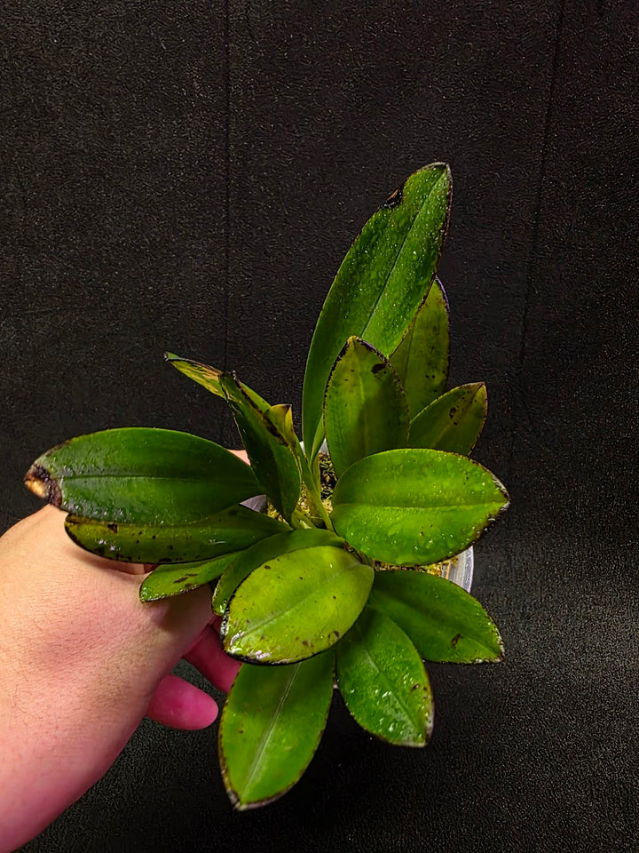 Masdevallia Coccinea Roy Barrow #01