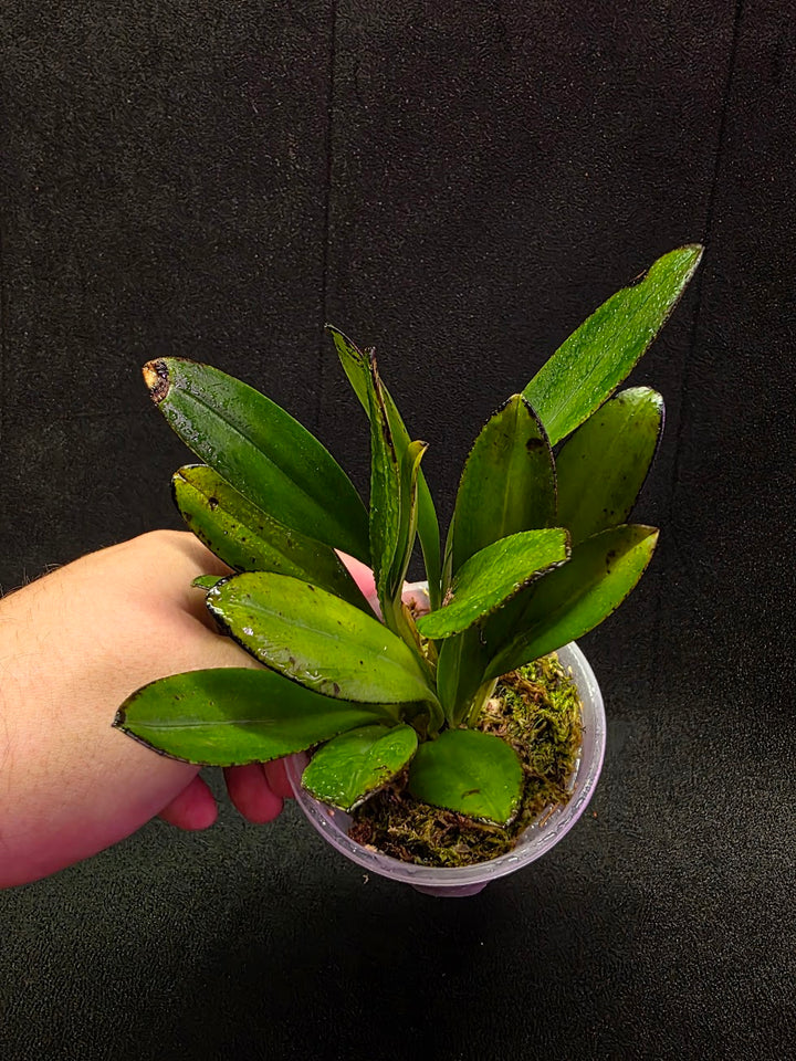 Masdevallia Coccinea Roy Barrow #01
