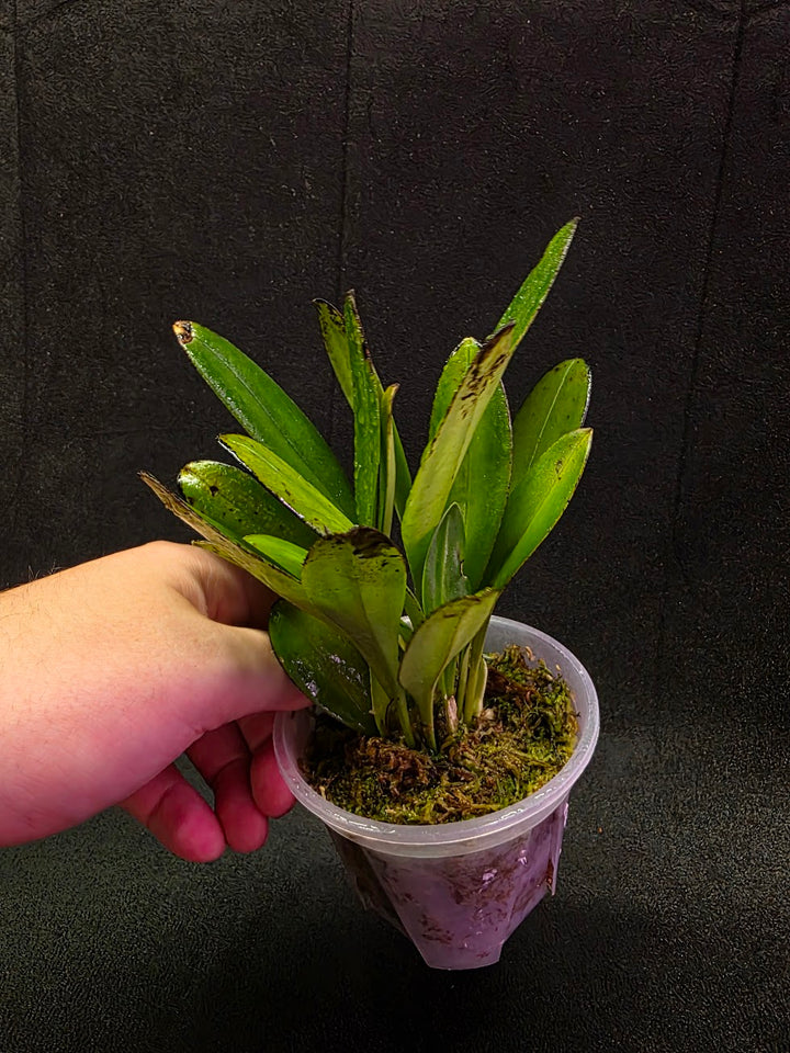 Masdevallia Coccinea Roy Barrow #01