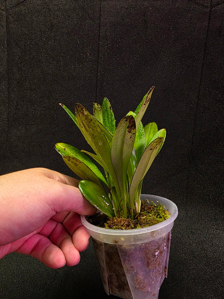 Masdevallia Coccinea Roy Barrow #01