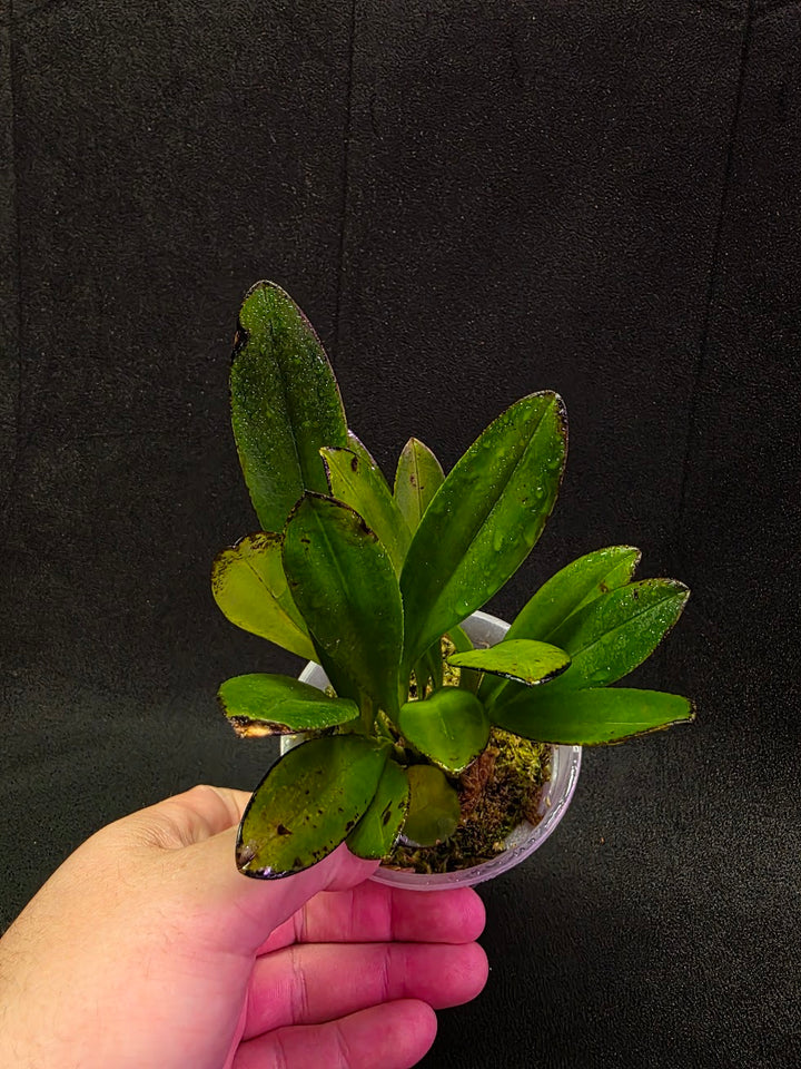 Masdevallia Coccinea Roy Barrow #01