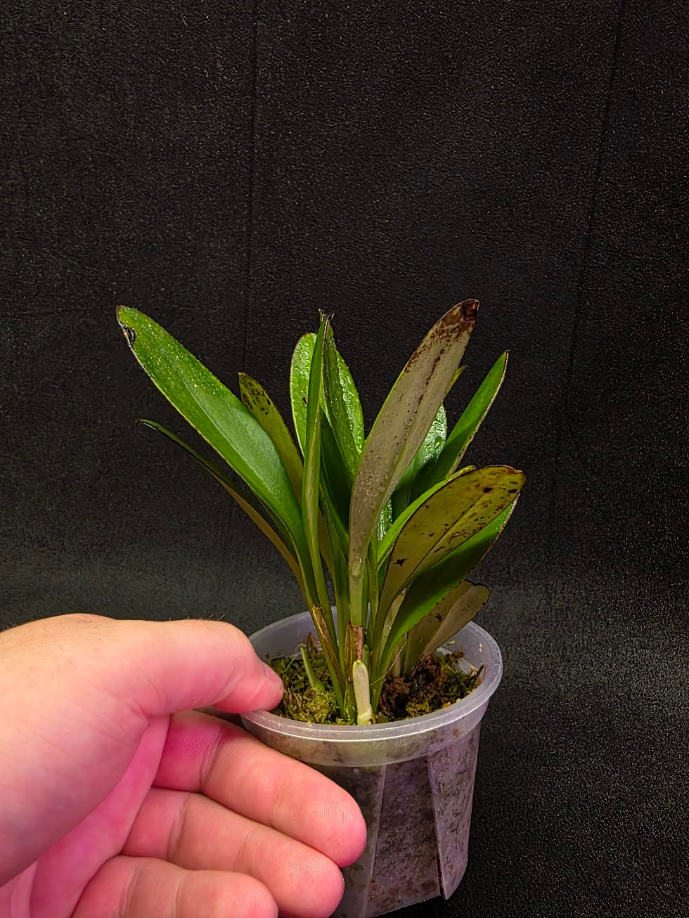 Masdevallia Coccinea Roy Barrow #01