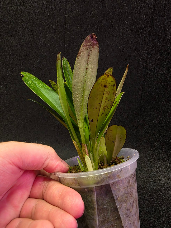 Masdevallia Coccinea Roy Barrow #01