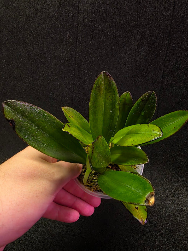 Masdevallia Coccinea Roy Barrow #01