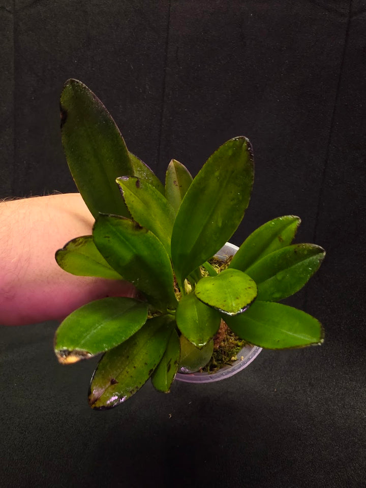 Masdevallia Coccinea Roy Barrow #01