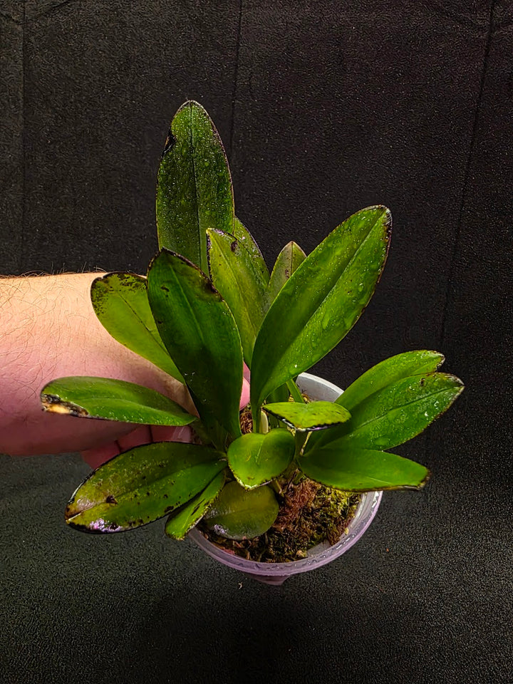 Masdevallia Coccinea Roy Barrow #01