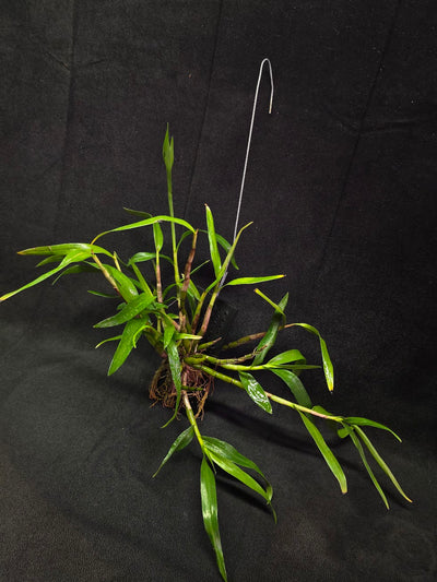 Dendrobium Hybrid Sakurako Vivarium Mount #01