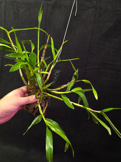 Dendrobium Hybrid Sakurako Vivarium Mount #01