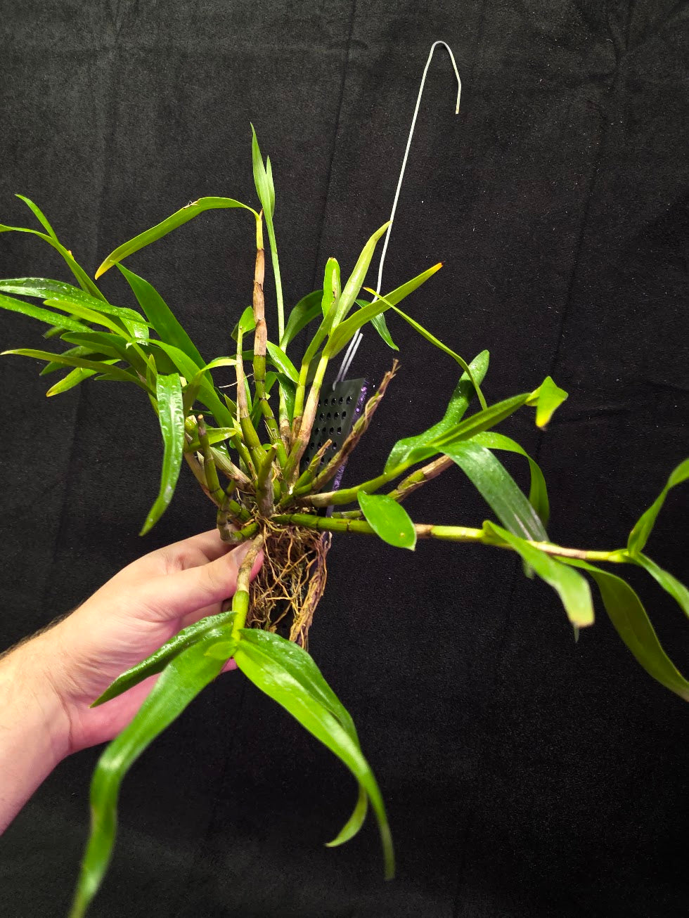 Dendrobium Hybrid Sakurako Vivarium Mount #01
