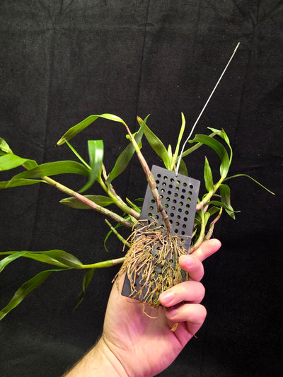 Dendrobium Hybrid Sakurako Vivarium Mount #01