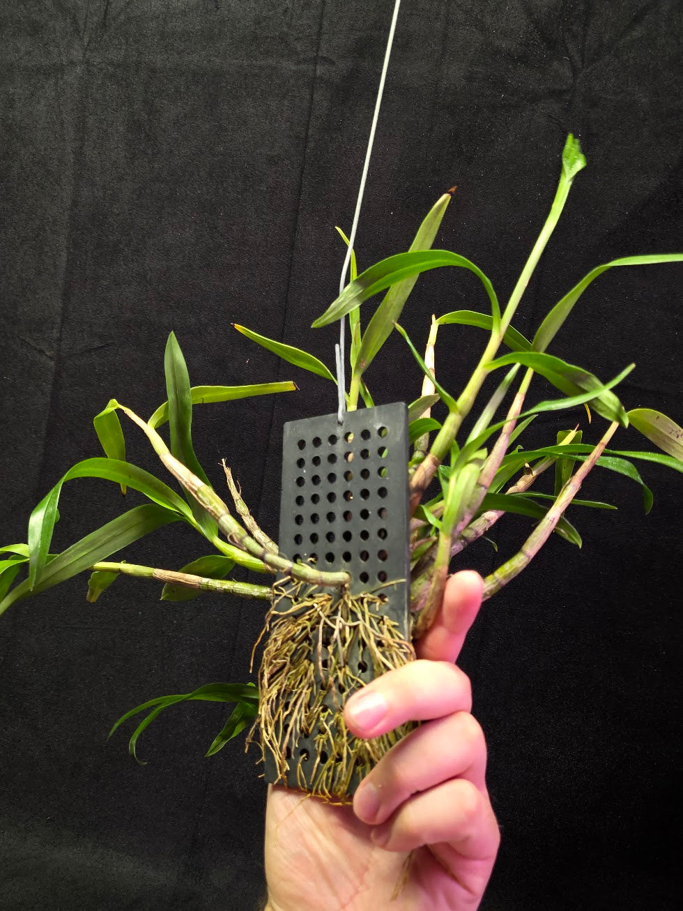 Dendrobium Hybrid Sakurako Vivarium Mount #01