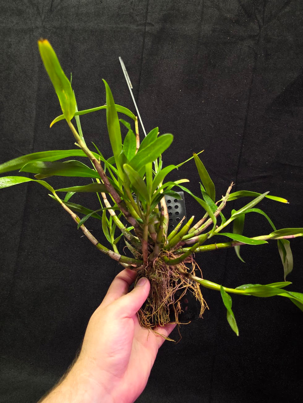 Dendrobium Hybrid Sakurako Vivarium Mount #01