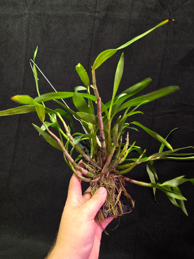 Dendrobium Hybrid Sakurako Vivarium Mount #01