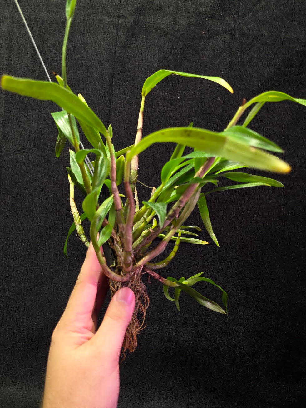 Dendrobium Hybrid Sakurako Vivarium Mount #01