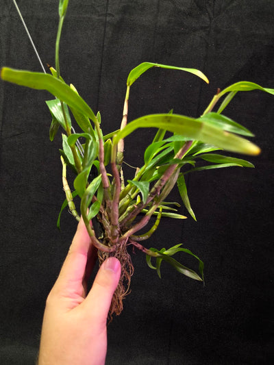 Dendrobium Hybrid Sakurako Vivarium Mount #01