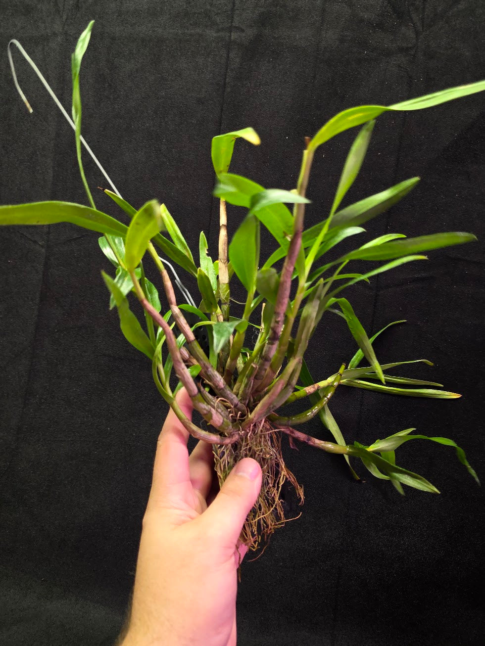 Dendrobium Hybrid Sakurako Vivarium Mount #01
