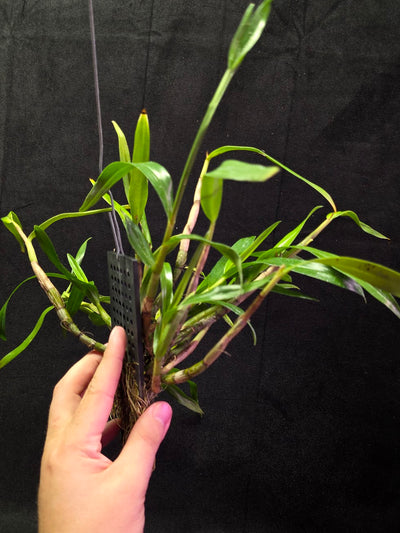 Dendrobium Hybrid Sakurako Vivarium Mount #01