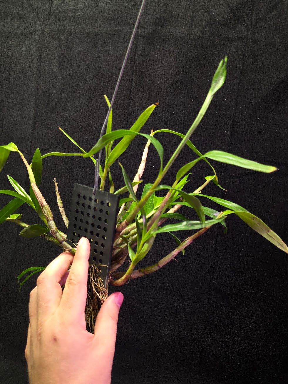 Dendrobium Hybrid Sakurako Vivarium Mount #01