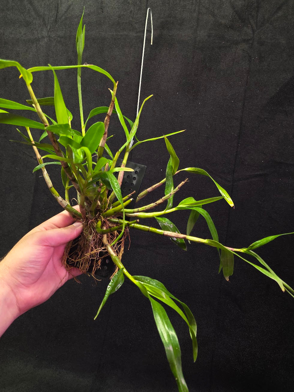 Dendrobium Hybrid Sakurako Vivarium Mount #01