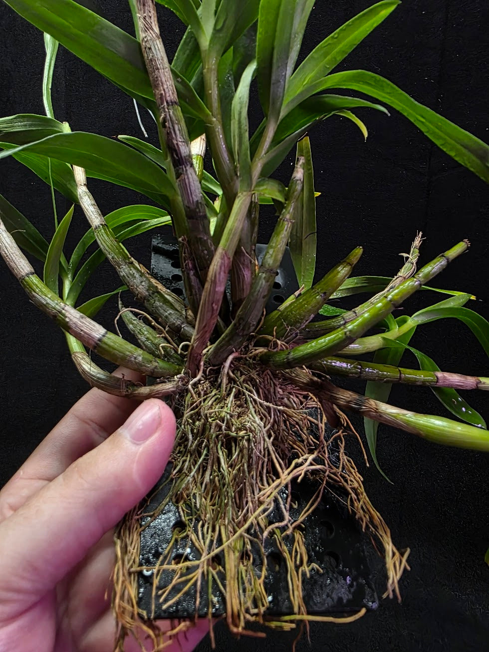 Dendrobium Hybrid Sakurako Vivarium Mount #01