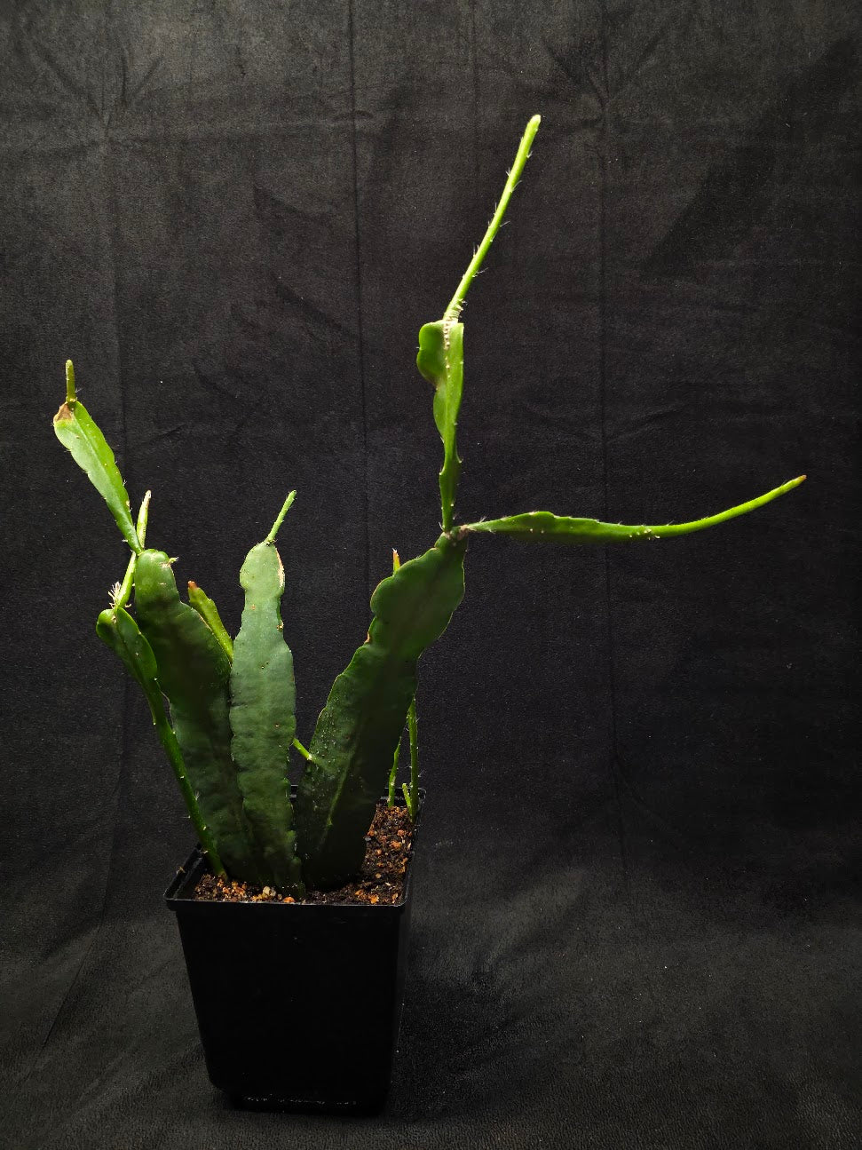 Queen of the Night #01