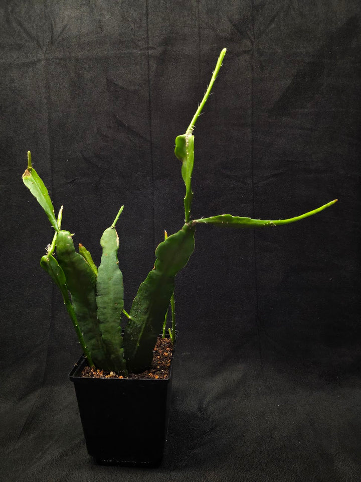 Queen of the Night #01