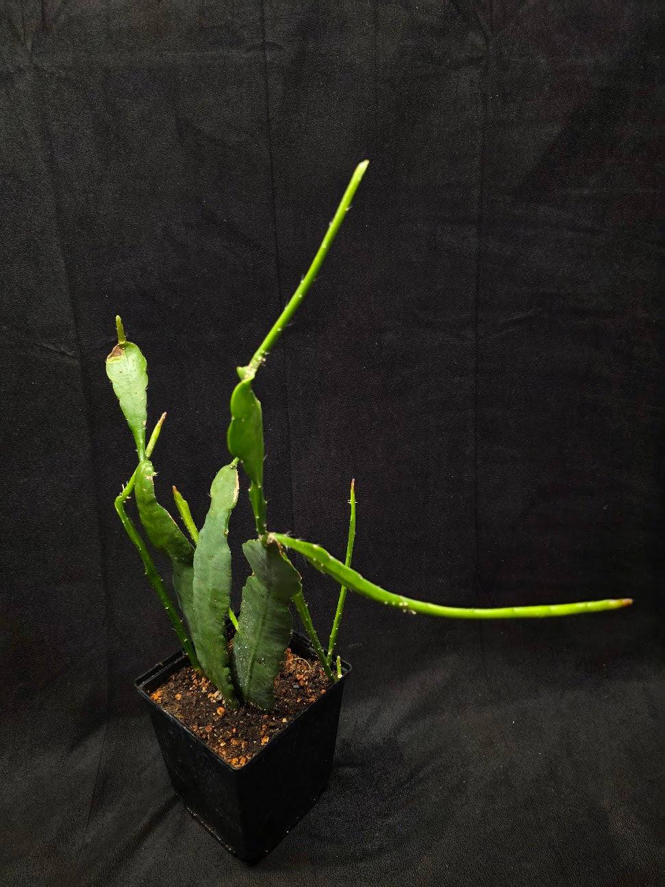 Queen of the Night #01