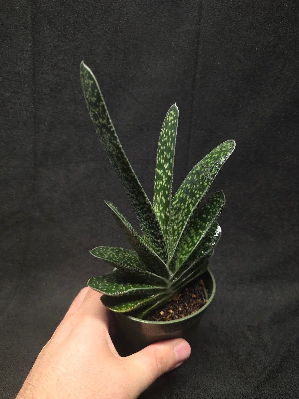 Wart Plant #01