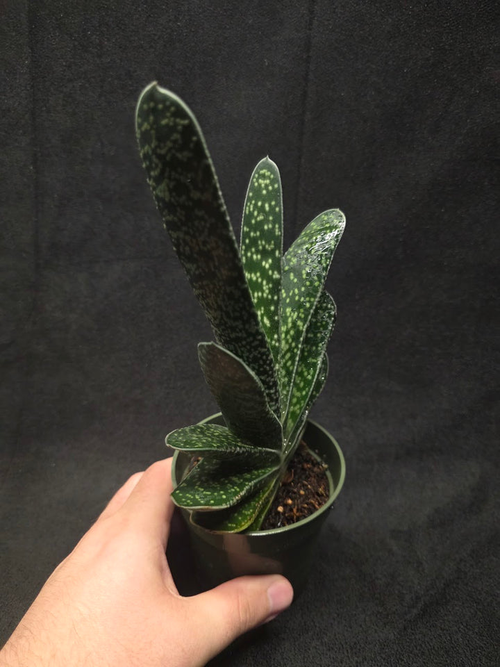 Wart Plant #01