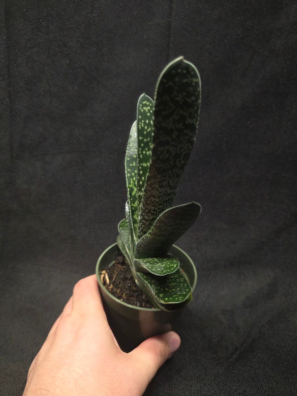 Wart Plant #01