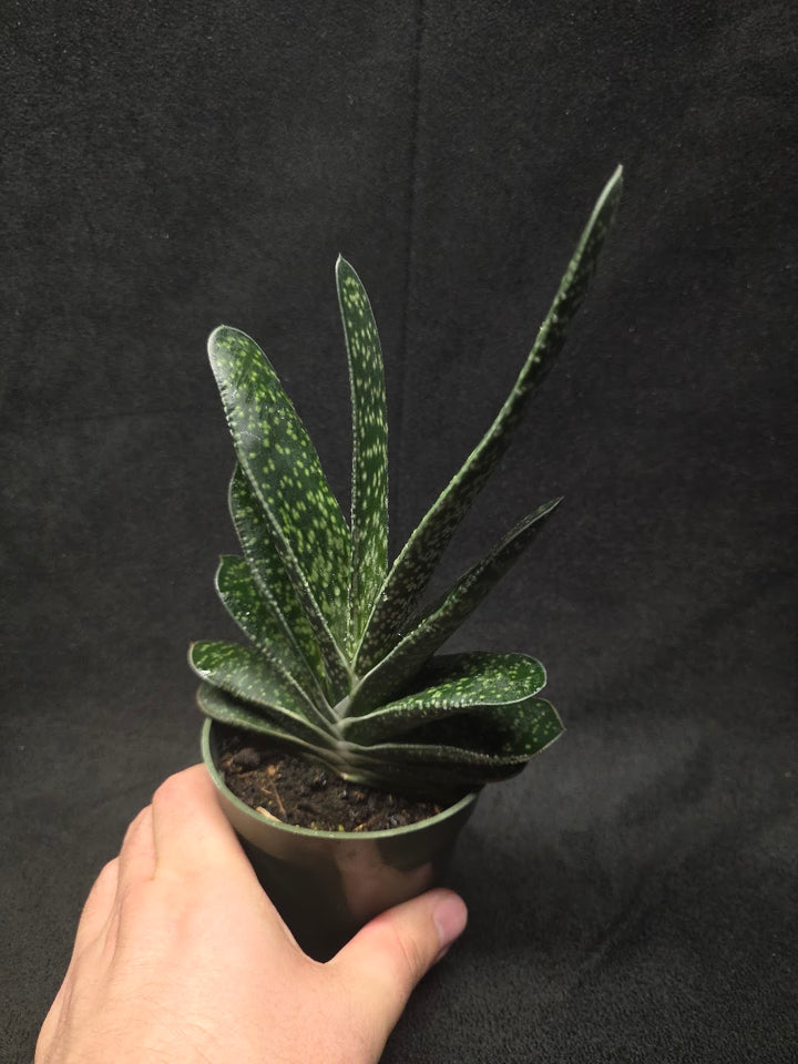 Wart Plant #01