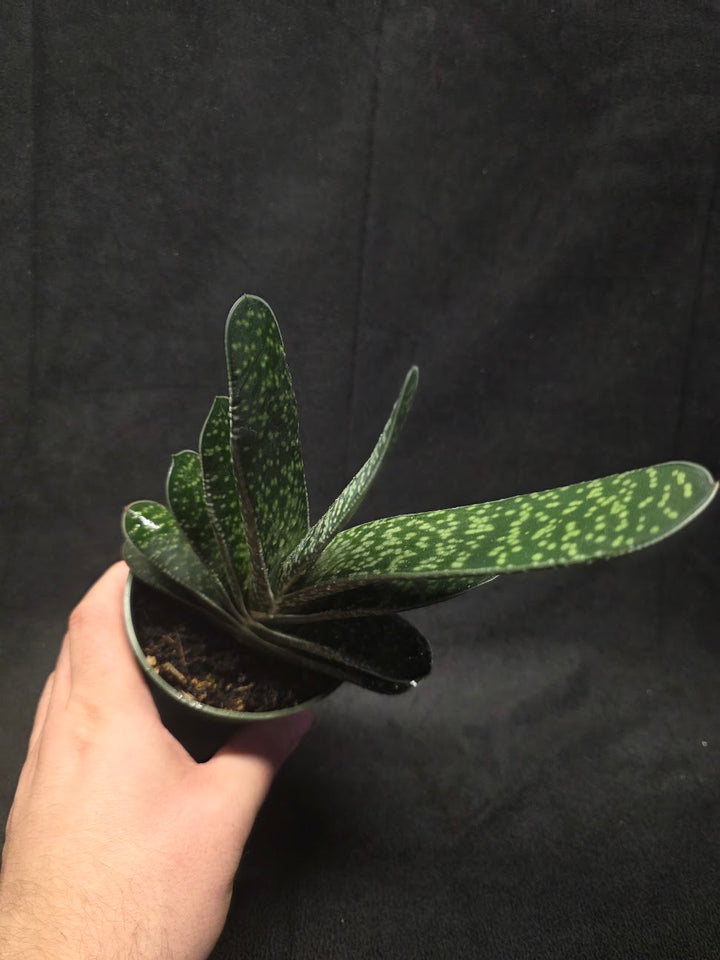 Wart Plant #01