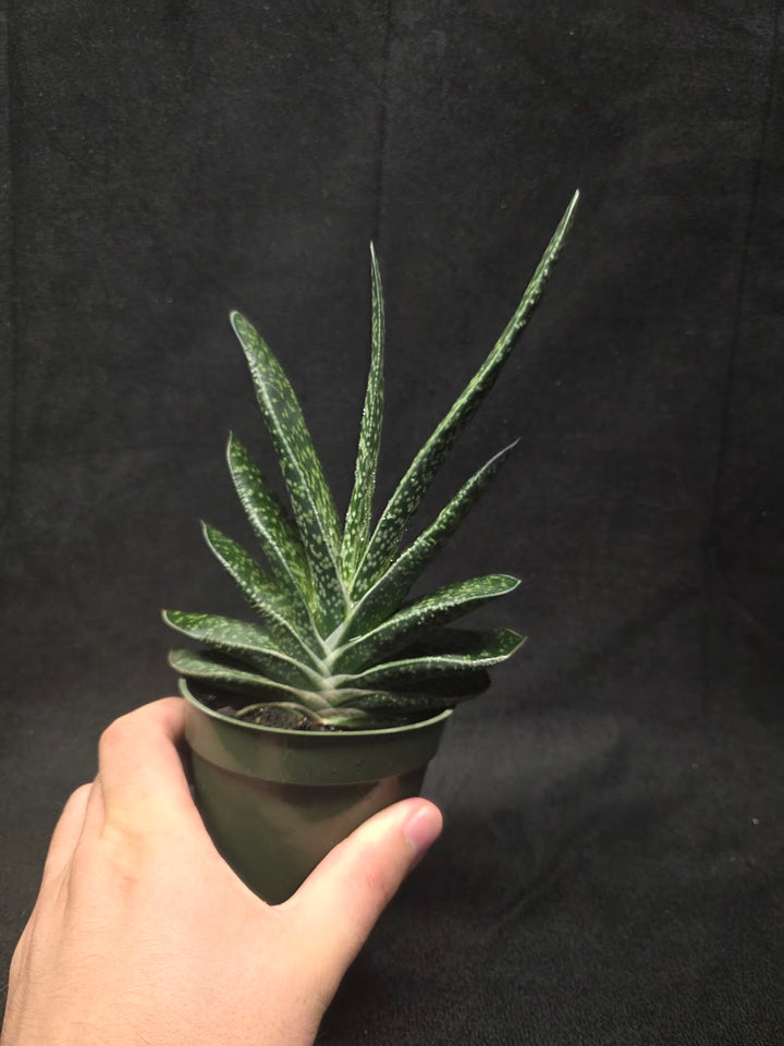 Wart Plant #01
