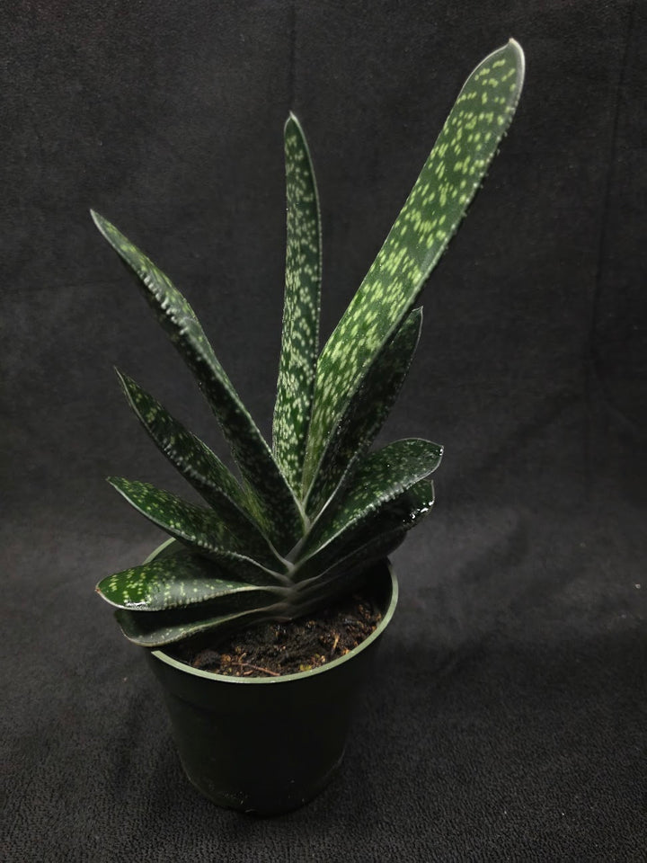 Wart Plant #01