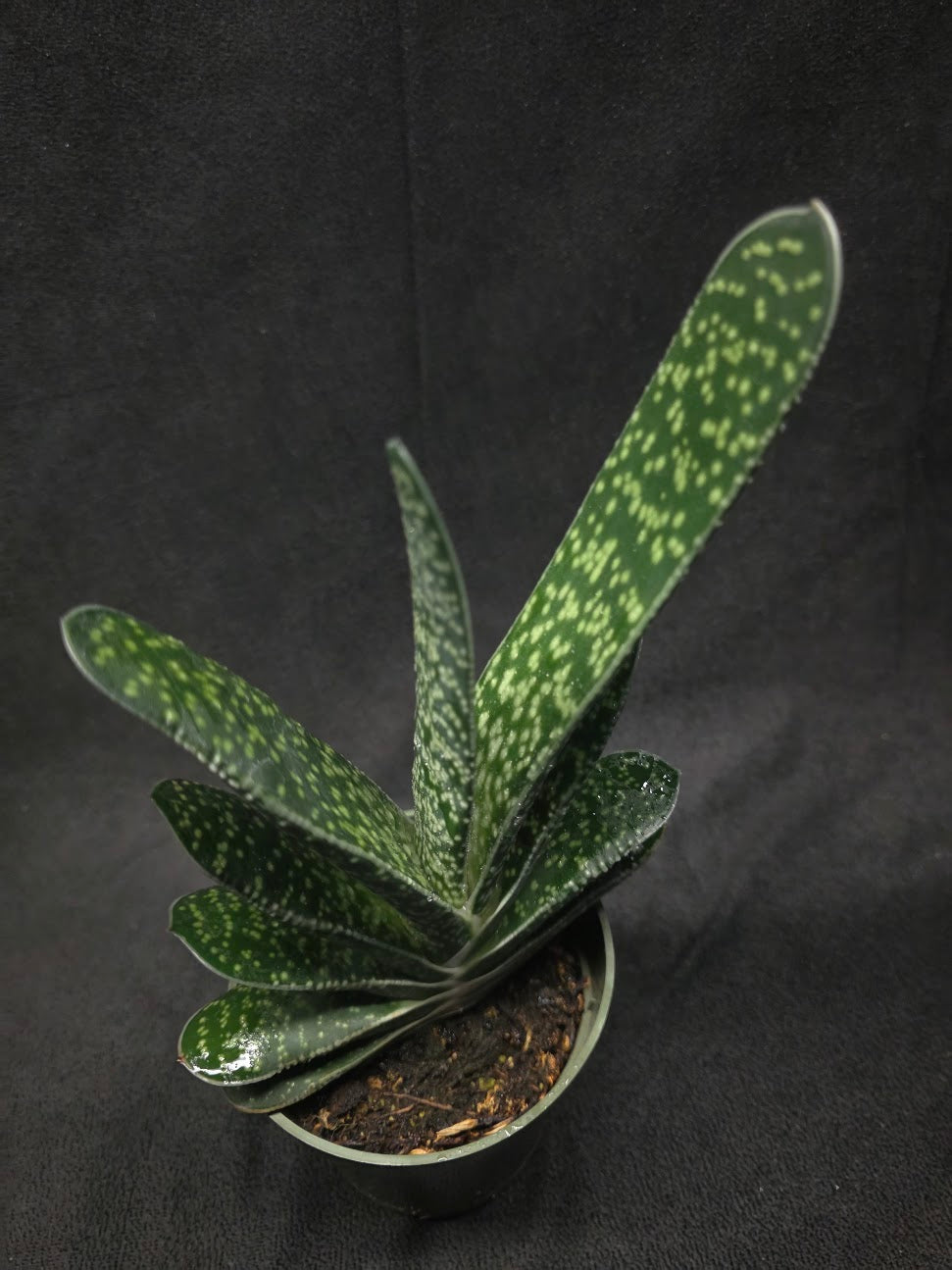 Wart Plant #01