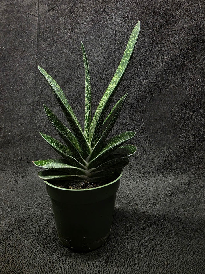 Wart Plant #01