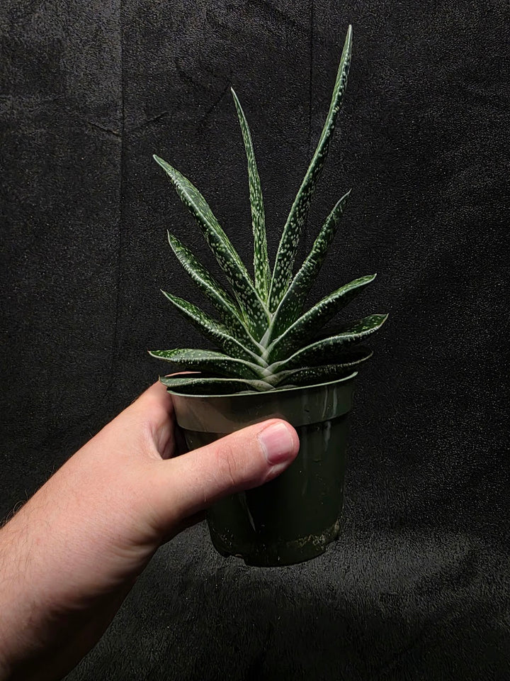 Wart Plant #01