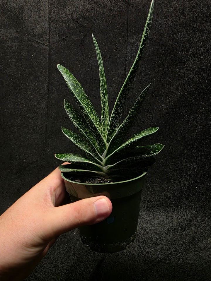 Wart Plant #01