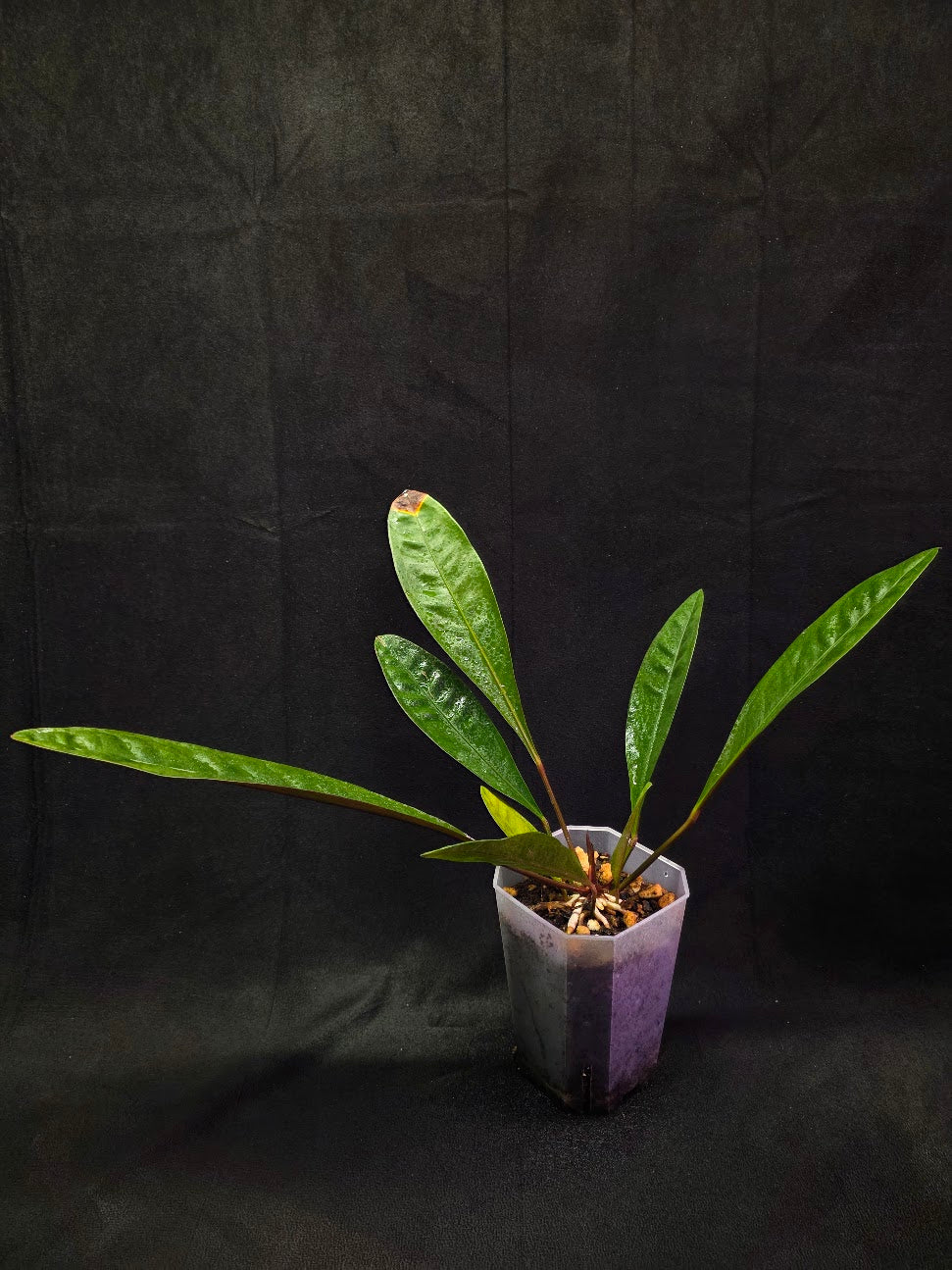 Anthurium Superbum #01