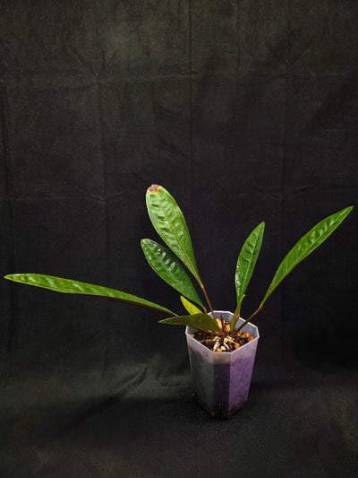 Anthurium Superbum #01